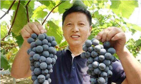 桃色无码视频网葡萄技术改革创新者